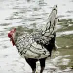 chicken in water