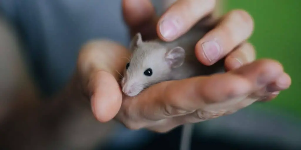 HOLDING A PET MOUSE