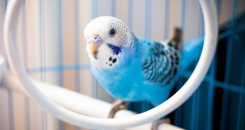 budgie