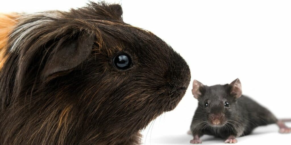 guinea pig and wild mouse