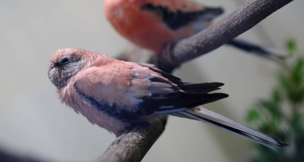 Bourke's Parakeet