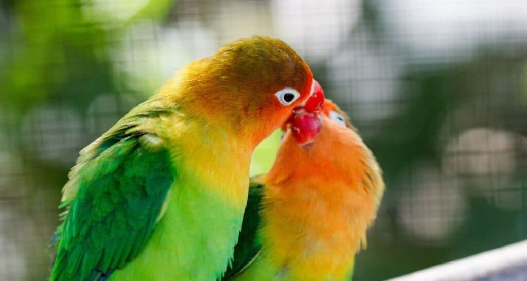 love birds