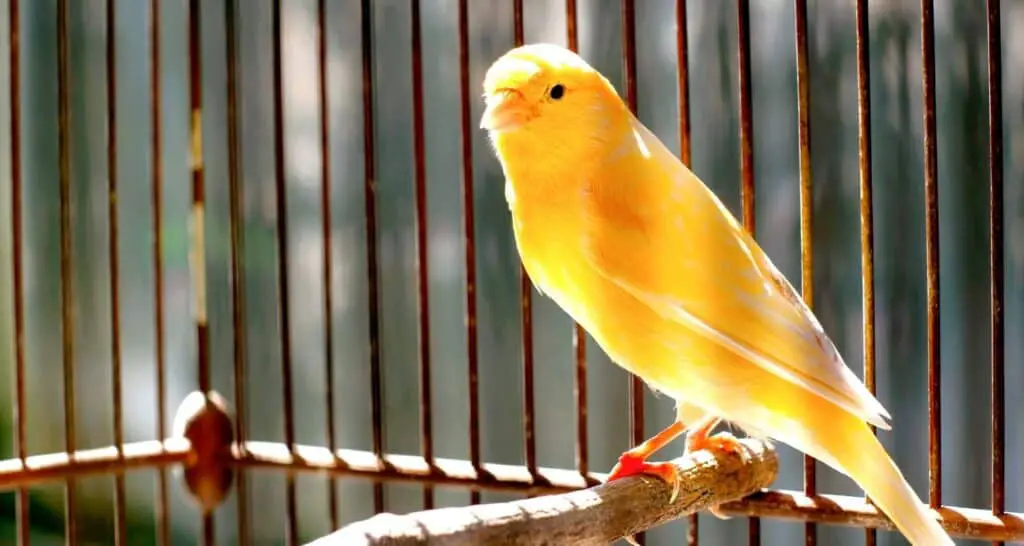 canary