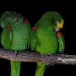 two parakeets sleeping