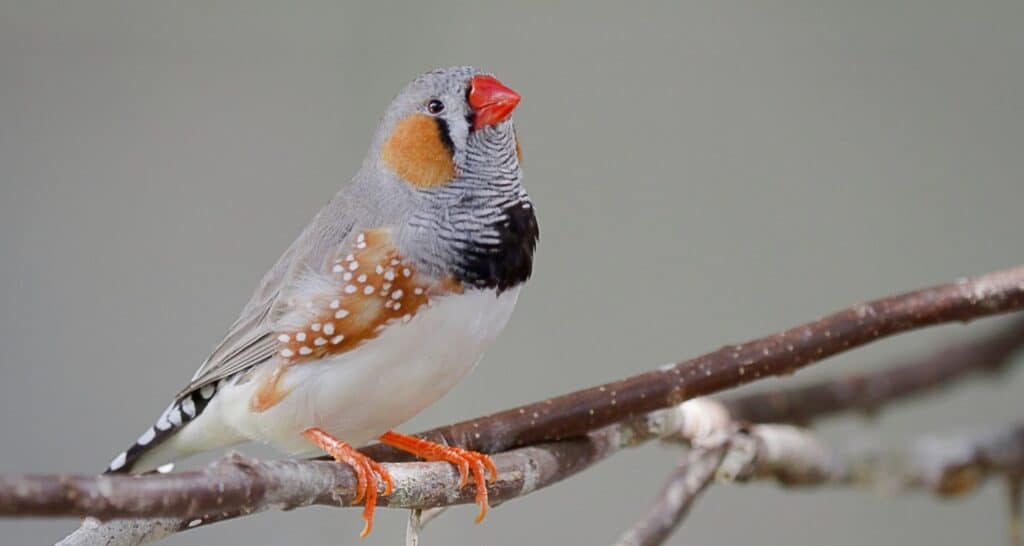 zebra finch