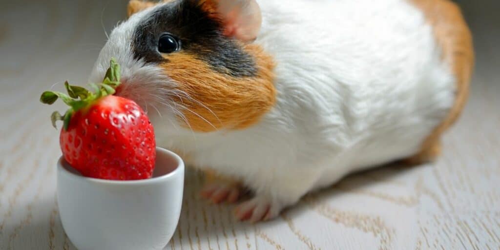 guinea pig eating strawberries