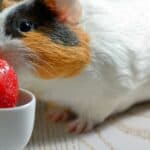 guinea pig eating strawberries