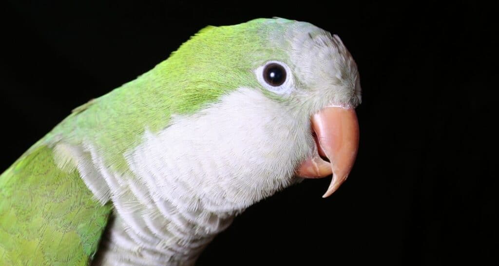 Quaker Parakeet