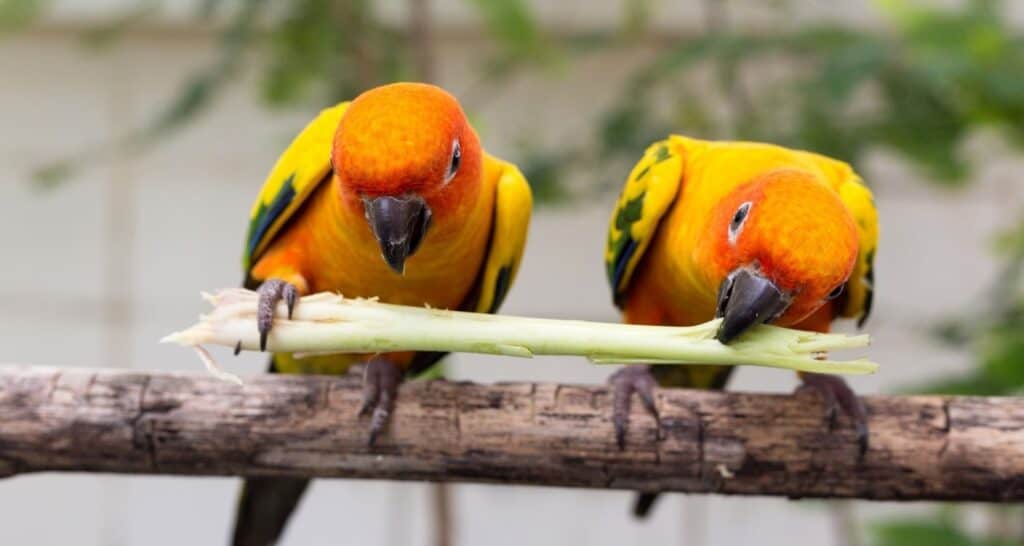 Conures