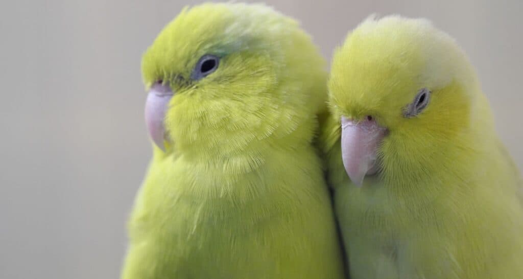 Parrotlets