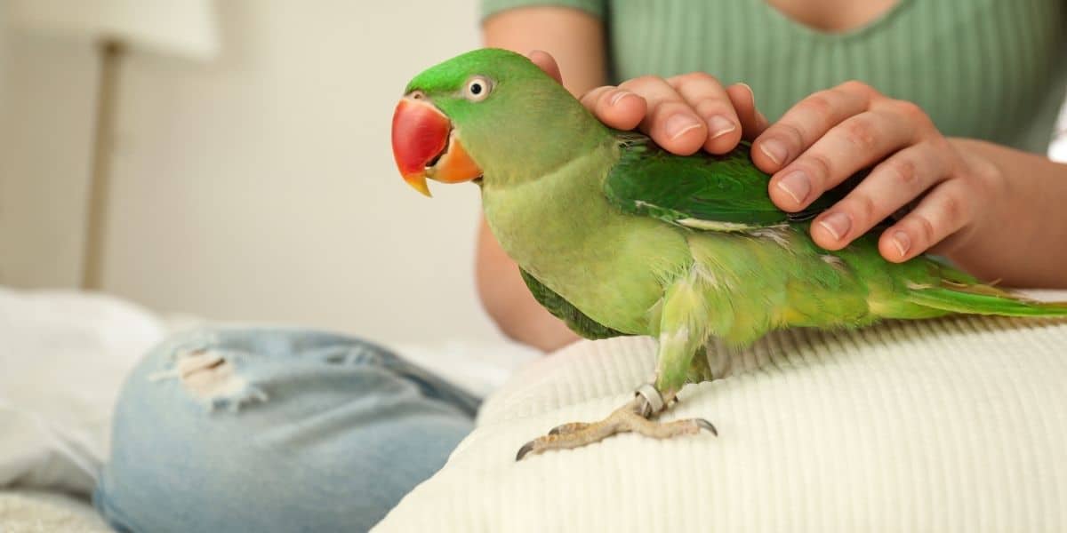7 Best Parakeets for a First-Time Keepers