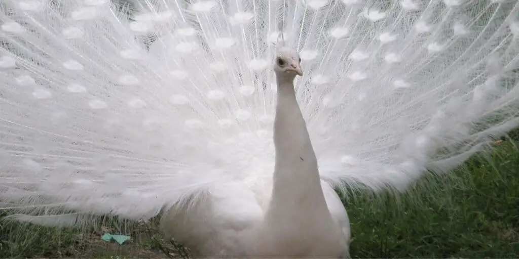 white peacock