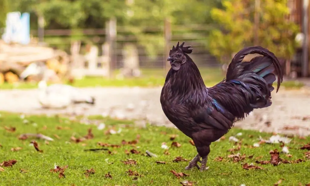 Ayam Cemani chicken