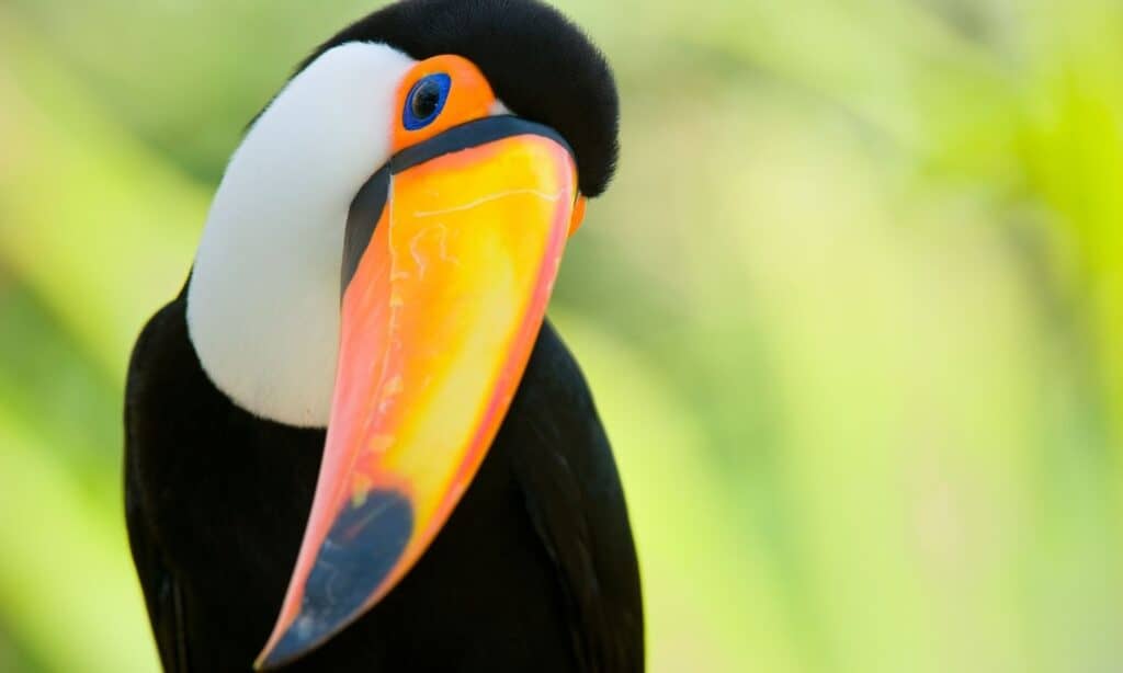 toucan