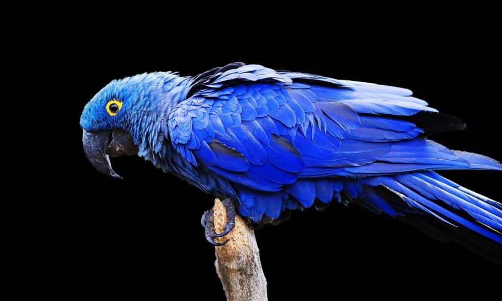 Hyacinth Macaw