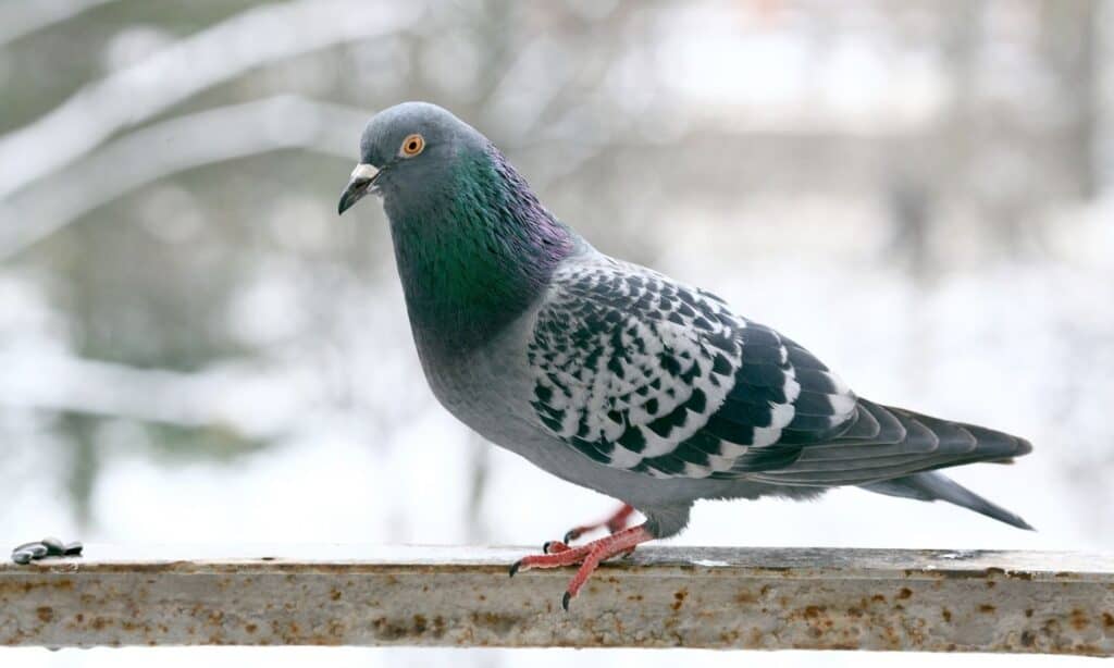 racing pigeon