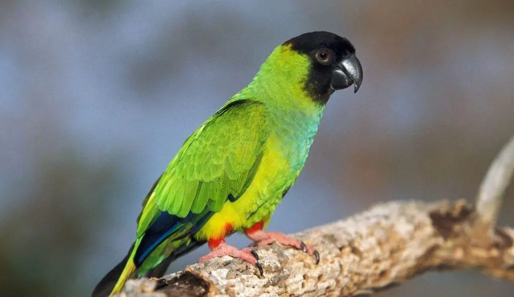 Black-Hooded Parakeet