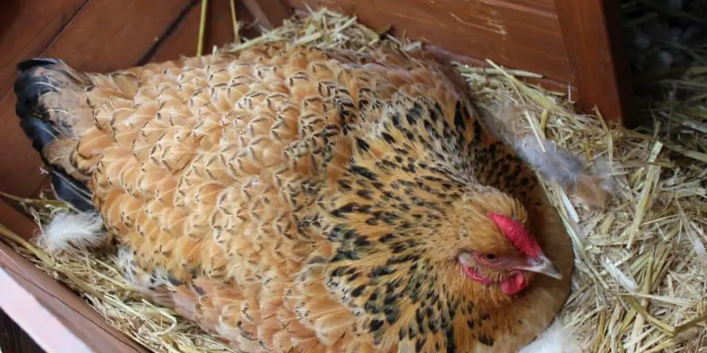best poultry bedding