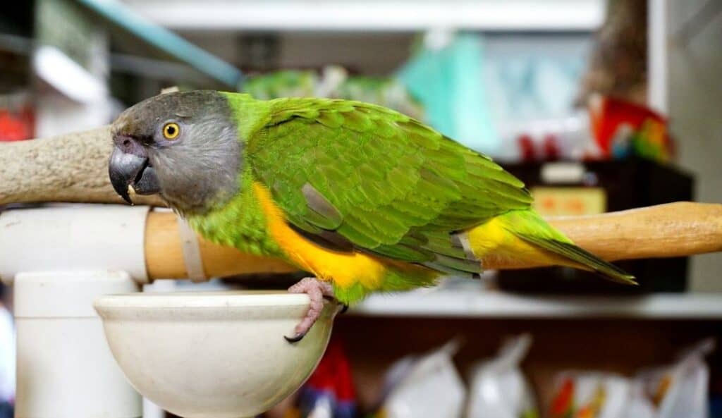 Senegal Parrot eating