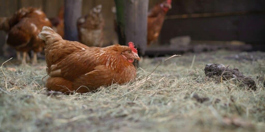 best poultry bedding