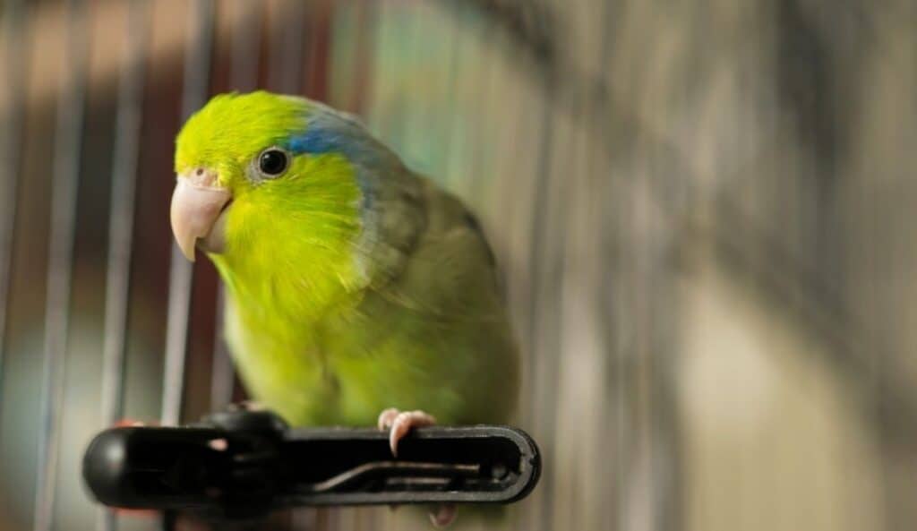 Parrotlet