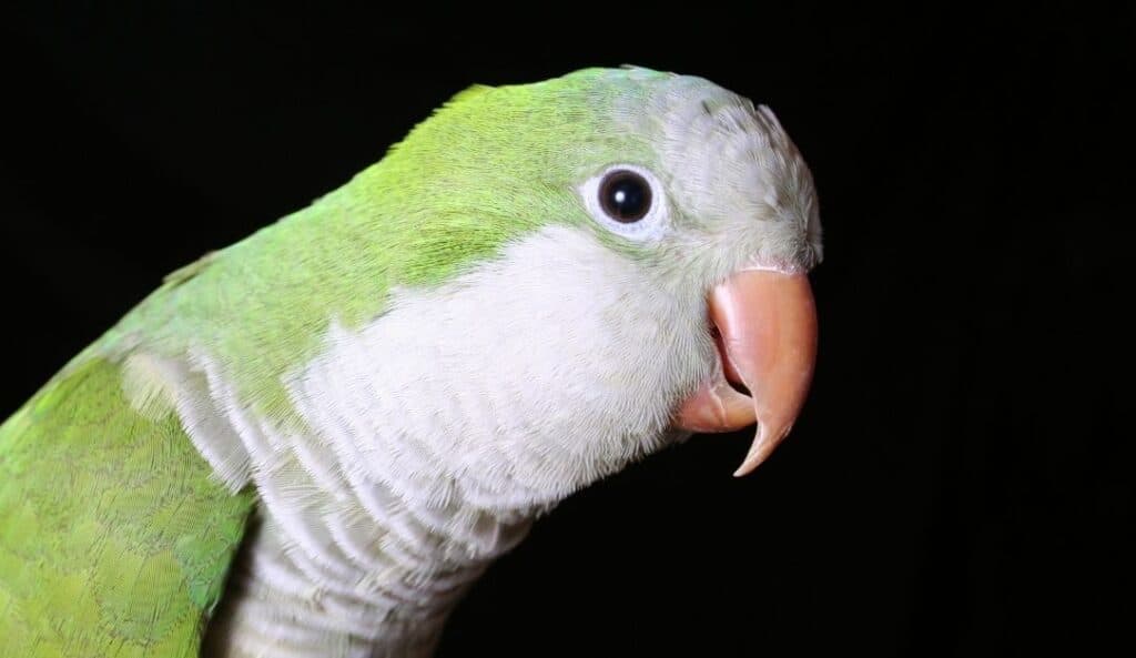 monk parrot