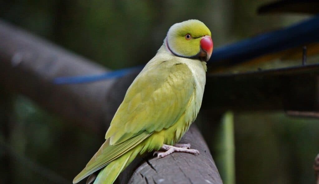 Indian Ring-Necked Parakeets