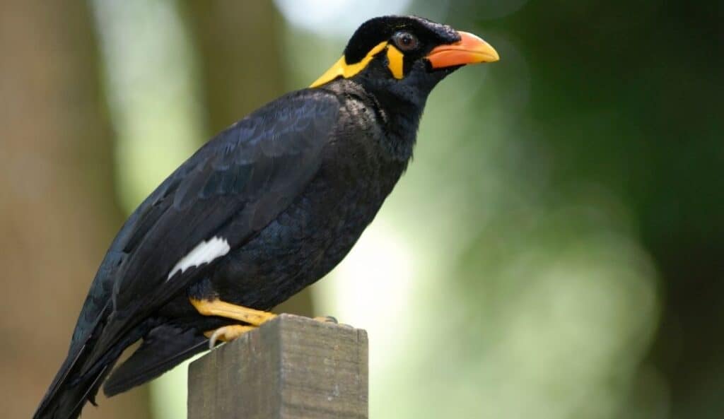 Mynah Bird