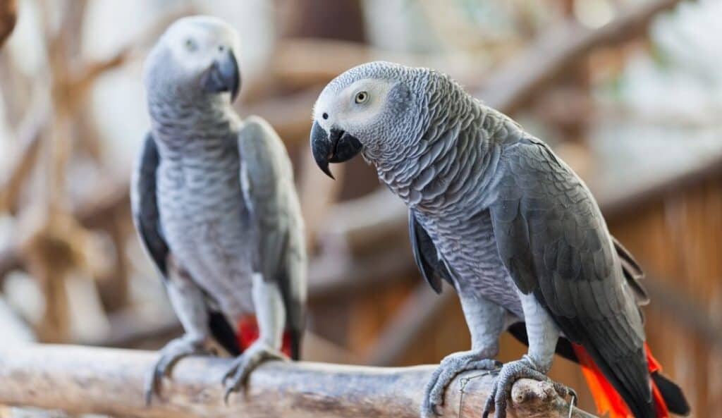 two african grey parrot