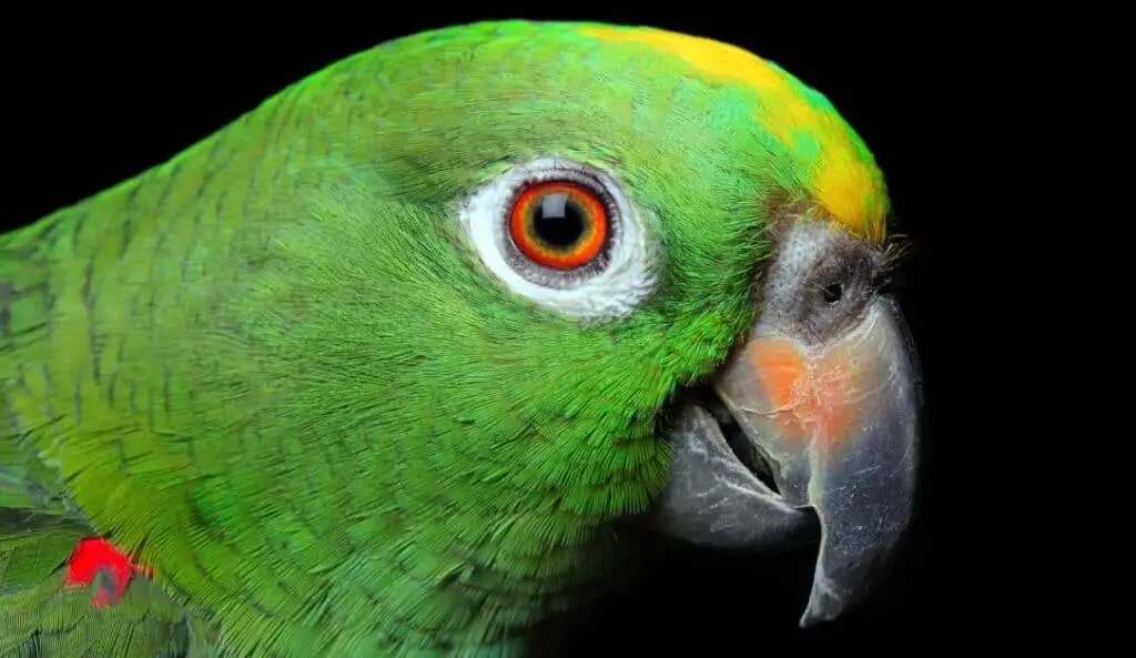 parakeet