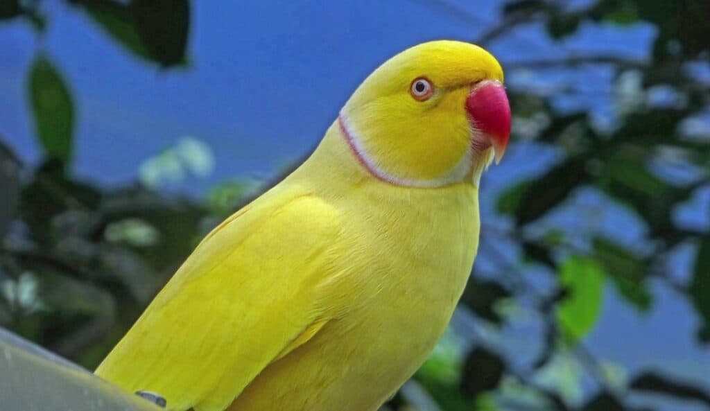 indian ring neck parrot