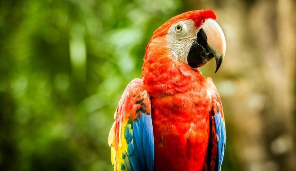 macaw