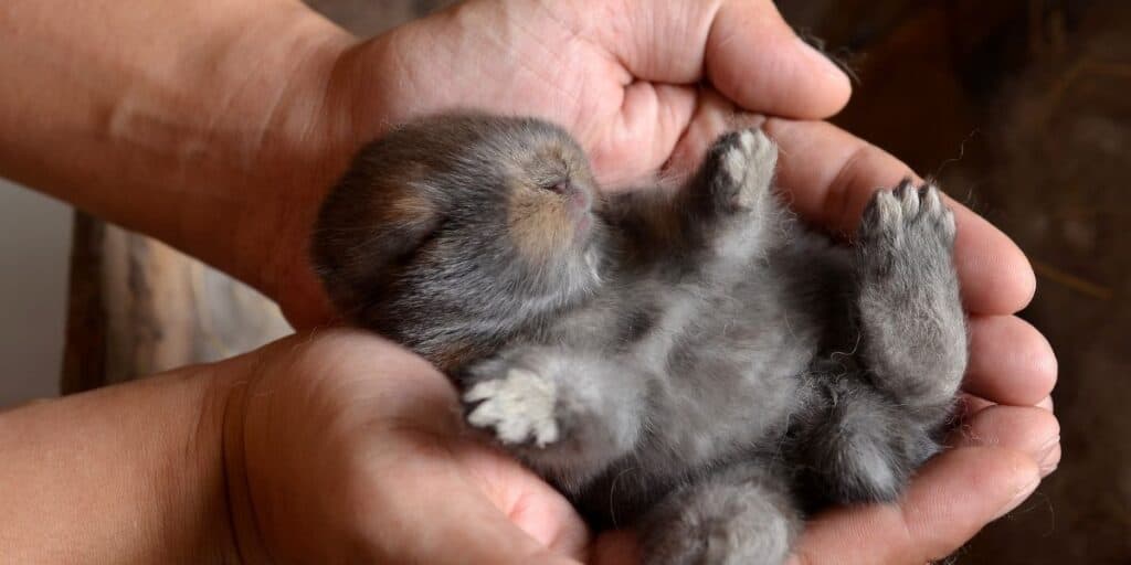 holding a baby rabbit
