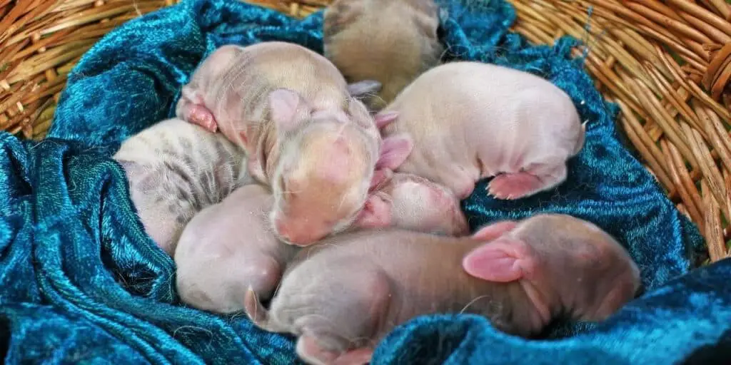 litter of newborn baby rabbits