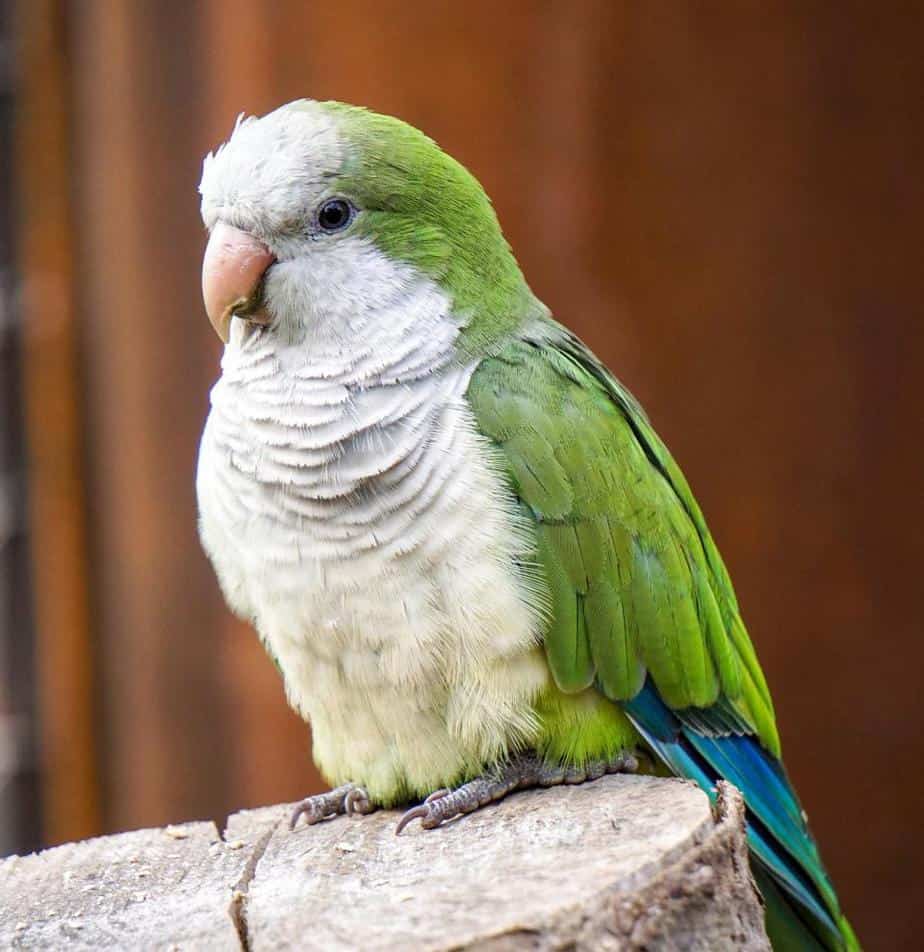 7 Best Parakeets for a First-Time Keepers 2