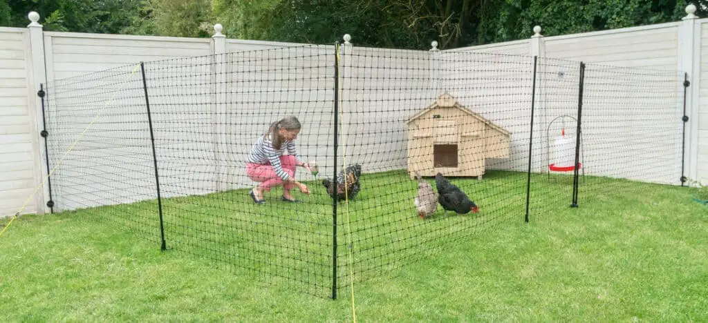 chicken fence