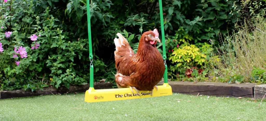 chicken swing 