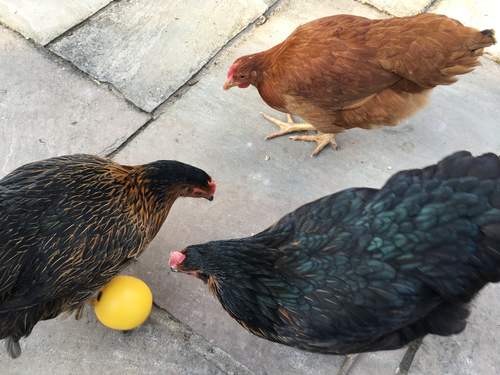 peck treat balls for chickens