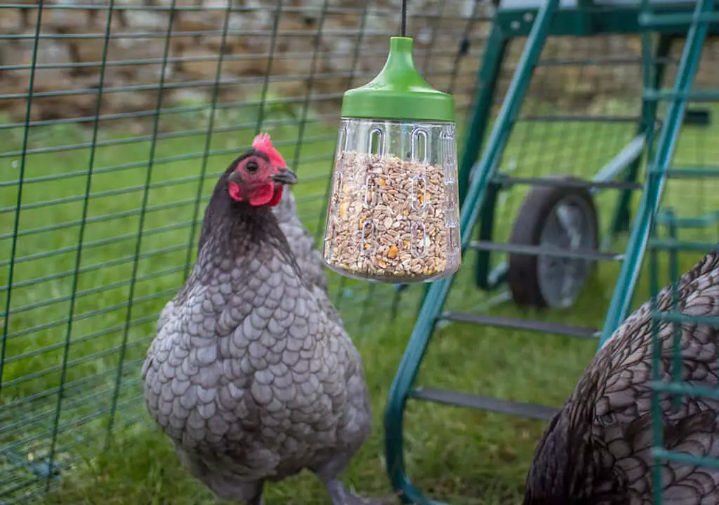 peck treat holder