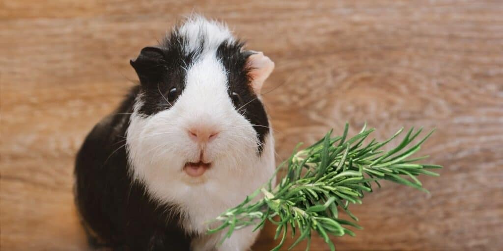 guinea pigs eating rosemary