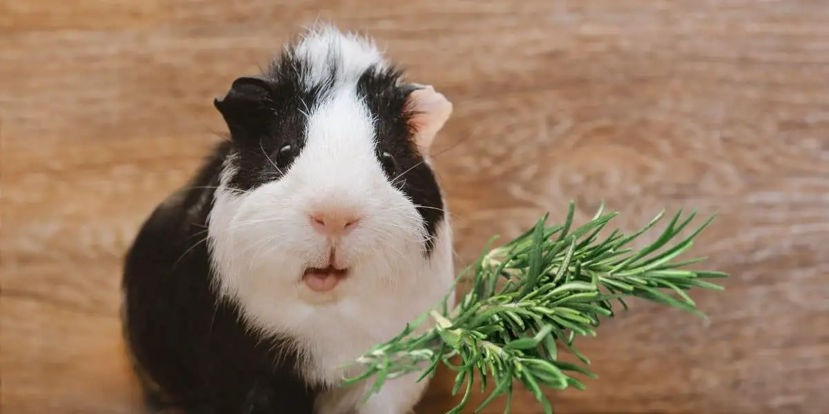 Can Guinea Pigs Eat Rosemary?