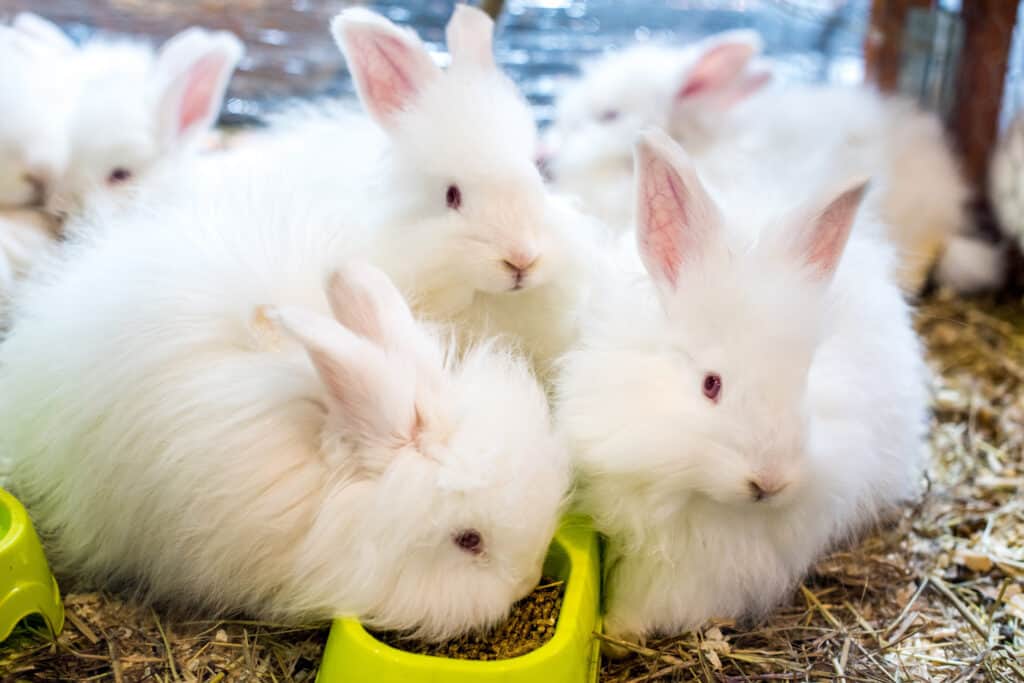 english angora rabbit