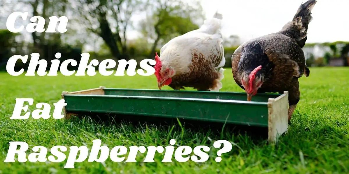 Can Chickens Eat Raspberries? ( Healthy diet option )