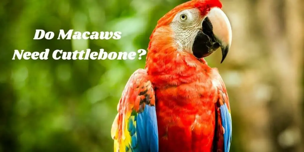 Do Macaws Need Cuttlebone?