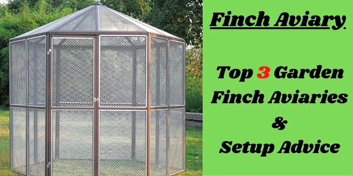 Finch Aviary | Setup Tips and Aviary Suggestions