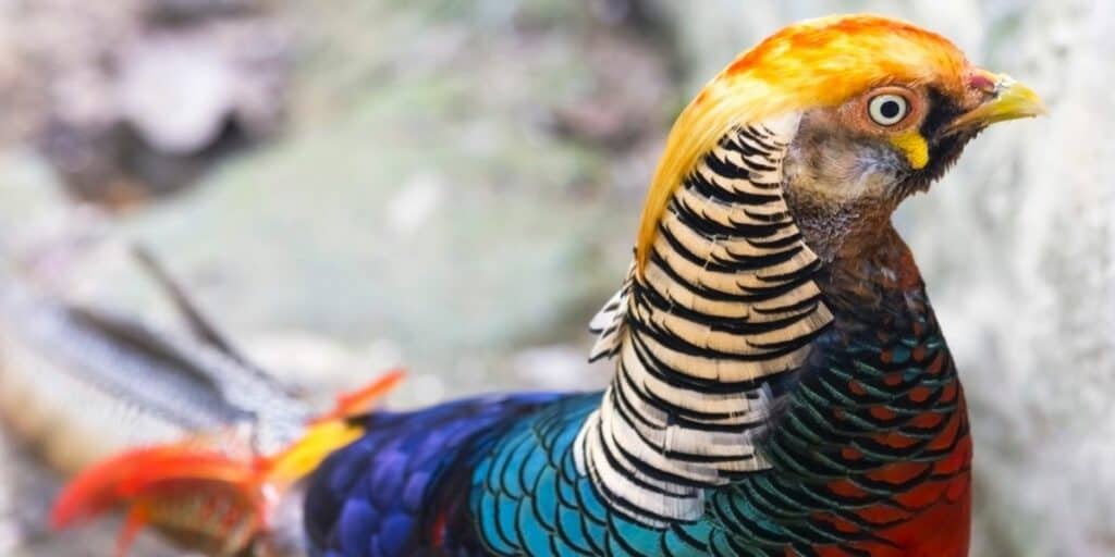 11 Most Colorful Birds Of The World Hutch And Cage