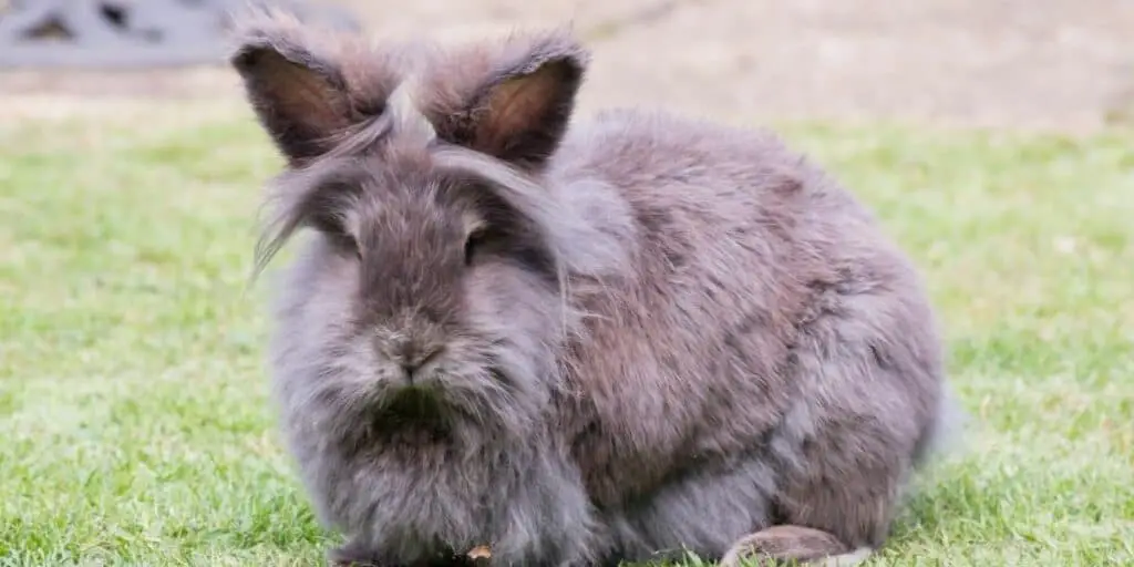 lion-head rabbit