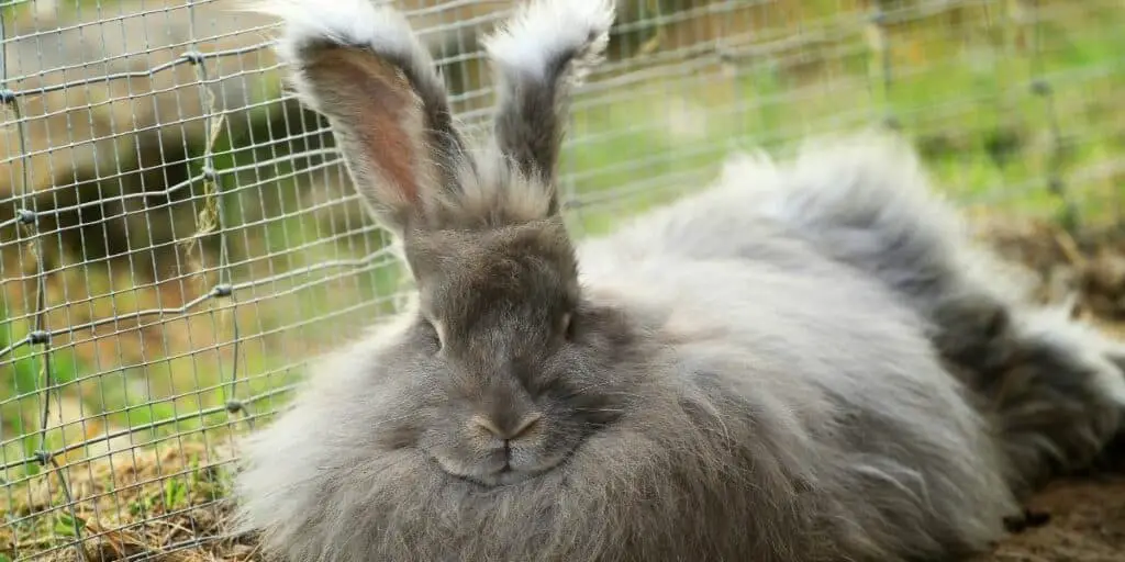 frnech angora rabbit