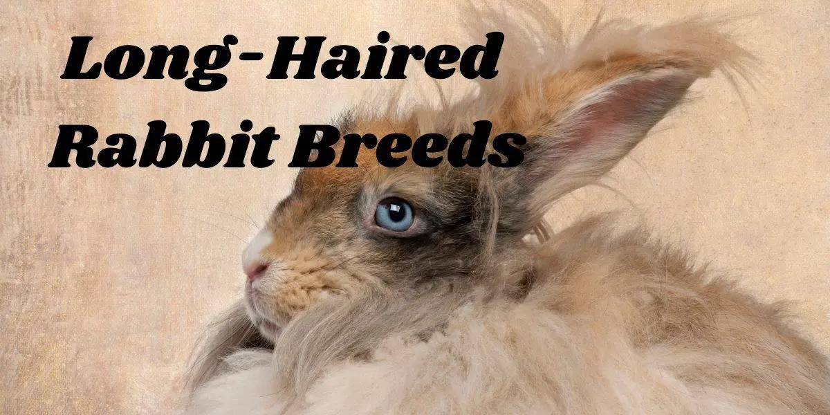 long-haired rabbit breeds