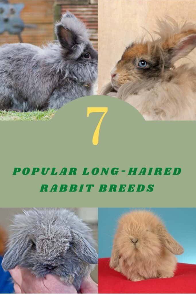 long-haired rabbit breeds